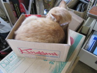 暑いんですが、猫の茶々は暑苦しく箱の中。