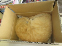 花道マメ太だよん。　猫は小さな箱が好き！