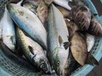 北斗市の海は秋鮭漁が最盛期！夏の魚も混じっています。