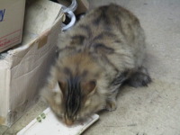 毎日現れるタヌキ猫！ごはんをたらふく食べていきます。