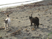 朝の浜辺を散歩！津軽海峡の朝日と漁村の猫たち。