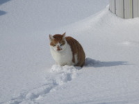 マメ太とニャン 今朝は晴天！雪猫復活。