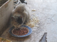 子猫がご来店でご飯を食べています。