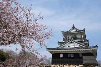 「浜松城」で桜が開花し始め公園がにぎわっていました。