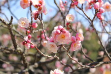 大阪万博記念公園で梅が見頃を迎えていました♪