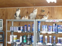 WAKOS製品キャンペーンキャット！