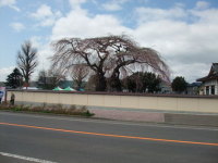 北斗市の推定樹齢３００年の法亀寺しだれ桜。