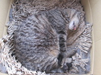 猫は舌をしまい忘れる動物らしいです。