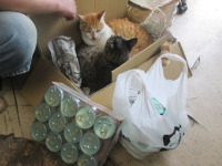 暑苦しいバカ猫どもに、ご馳走を頂きました。