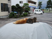 道南函館の今朝は秋晴れ！でも子猫には少し寒いようです。