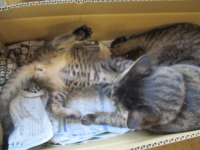 マメ太の「舐め舐め」攻撃がチッチに炸裂！　飼育中！