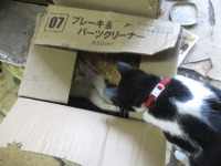蒸し暑い日曜日　もっと蒸し暑い猫達。