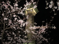 2017 函館 五稜郭公園の夜桜散歩！
