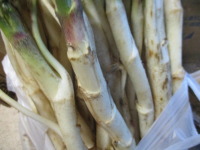 毎年恒例！一足早い春の山菜、北斗市産「北海ウド」を頂きました。