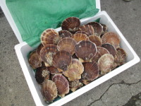 砂原町にレパードを引取りに行き、ホタテをお土産に頂き・・・・