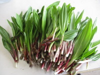 春の山菜！朝採り「アイヌねぎ(キトピロ)」を頂きました。