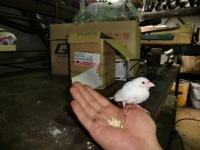 ご来店!? 珍しい手乗り文鳥かな？