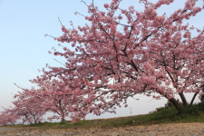 浜松市：河津桜/春を感じて自然を満喫しよう！