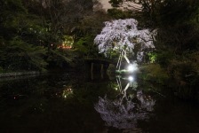 浜松城公園、夜にはライトアップがおこなわれています！