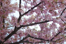 河津桜！もうすぐ桜が見頃になりますね♪