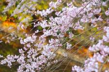 春日和！浜松城の桜見頃はもう少し・・・♫