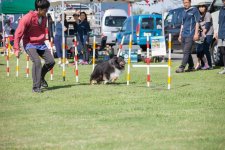 トランポパークで愛犬と一緒にアジリティを体験しよう！