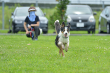 愛犬と一緒にアジリティーを体験！オグショートランポパーク2019